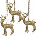 Floristik24 Christmas pendant reindeer deco deer gold 9.5cm 4pcs
