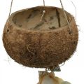 Floristik24 Coconut bowl with shells, natural plant bowl, coconut as a hanging basket Ø13.5/11.5cm, set of 2