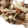 Floristik24 Decorative ring wood sea snails shell decoration natural Ø25cm