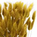 Floristik24 Rabbit Tail Grass Lagurus Dried Olive 60cm 50g