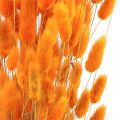 Floristik24 Rabbit Tail Grass Lagurus Dried Orange 60cm 50g