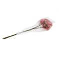 Floristik24 Elderflower branch pink-white L 55cm 4pcs