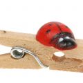 Floristik24 Decorative wooden clips ladybug 2.5cm 180p