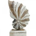 Floristik24 Maritime deco wooden conch shell stand nature, white H28cm