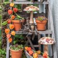 Wooden mushroom deco autumn leaves white, colorful autumn decoration Ø13cm H19cm | Floristik24.ie