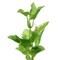 Floristik24 Hop branch 70cm green 2pcs Artificial plant like real!