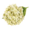 Artificial hydrangea flower with long stem and leaves, 60cm | Floristik24.ie