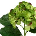 Floristik24 Hydrangea green artificial for decoration L54cm
