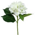 Floristik24 Hydrangea white L54cm 1p