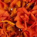 Hydrangea, preserved and dyed,