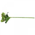 Floristik24 Artificial hydrangea, flower decoration, silk flower green L44cm