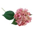 Floristik24 Hydrangea artificial pink and green garden flower with buds 52cm