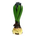 Floristik24 Hyacinth with onion blue 15cm 3pcs