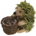 Floristik24 Hedgehog with basket green, autumn decoration for planting, decorative plant basket H24cm Ø9.5cm