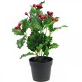 Floristik24 Holly in a pot artificial plants Ilex artificial 26cm