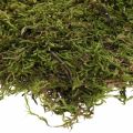 Floristik24 Indian moss forest moss green natural 2kg