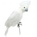 Floristik24 Decorative cockatoo with feathers white L30cm
