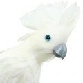 Floristik24 Decorative cockatoo with feathers white L30cm