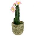 Floristik24 Cactus in a pot with blossom pink H 21cm