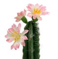 Floristik24 Cactus in a pot with blossom pink H 21cm