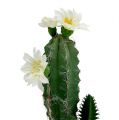 Floristik24 Cactus in a pot with flower 21cm white
