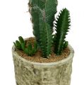 Floristik24 Cactus in a pot with flower 21cm white