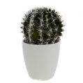 Floristik24 Cactus in a pot Green 14cm