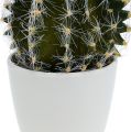 Floristik24 Cactus in a pot Green 14cm