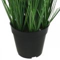 Floristik24 Artificial sedge in a pot with spikes Carex artificial plant 98cm