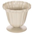 Floristik24 Decorative bowl, cream-colored trophy, small, 10cm
