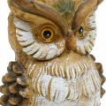 Floristik24 Decorative owl decorative figure hand-painted autumn decorative polyresin H14cm