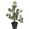 Floristik24 Artificial pine in a pot Christmas tree with cones 52cm