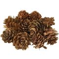 Floristik24 Pine cones natural small cones decoration in net 2.5-3.5cm 300g