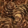 Pine cones natural small cones decoration in net 2.5-3.5cm 300g | Floristik24.ie