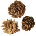 Pine cones natural small cones decoration in net 2.5-3.5cm 300g | Floristik24.ie
