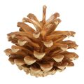 Pine cones Scots pine Pinus sylvestris H3–5cm 1kg | Floristik24.ie