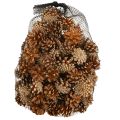 Pine cones Scots pine Pinus sylvestris H3–5cm 1kg | Floristik24.ie