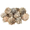Floristik24 Whitened pine cones, small cones decoration in a net, 2.5-3.5 cm, 500 g