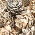 Whitened pine cones, small cones decoration in a net, 2.5-3.5 cm, 500 g | Floristik24.ie
