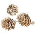 Whitened pine cones, small cones decoration in a net, 2.5-3.5 cm, 500 g | Floristik24.ie