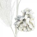Floristik24 Artificial pine branch with cones white glitter L55cm