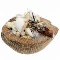Floristik24 South Sea decoration coconut with mussels 20cm 250g