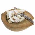 Floristik24 South Sea decoration coconut with mussels 20cm 250g