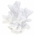 Floristik24 Coral plaster white H11cm 2pcs