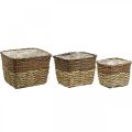 Plant basket, natural container for planting, square flower bowl natural L29.5/26/23cm H21/19/16cm set of 3