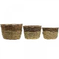 Natural basket for planting, basket decoration, plant bowls natural L21/19/16cm H21/19/16cm set of 3