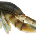 Floristik24 Deco crab and lobster 11cm - 15cm