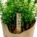 Floristik24 Herbs in a pot 16cm green
