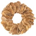 Floristik24 Tree fungus wreath, natural color, for door or wall decoration, 37cm