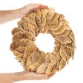 Tree fungus wreath, natural color, for door or wall decoration, 37cm | Floristik24.ie